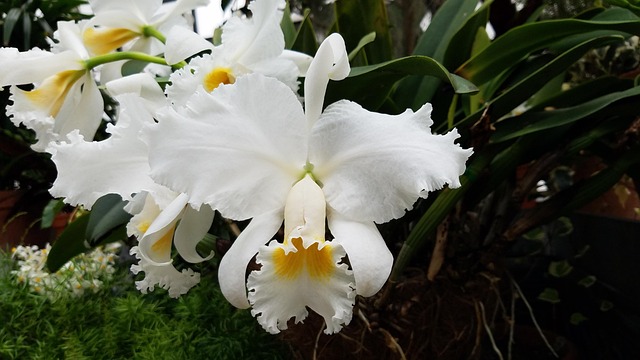 Free Orchid Flower Wallpaper photo and picture