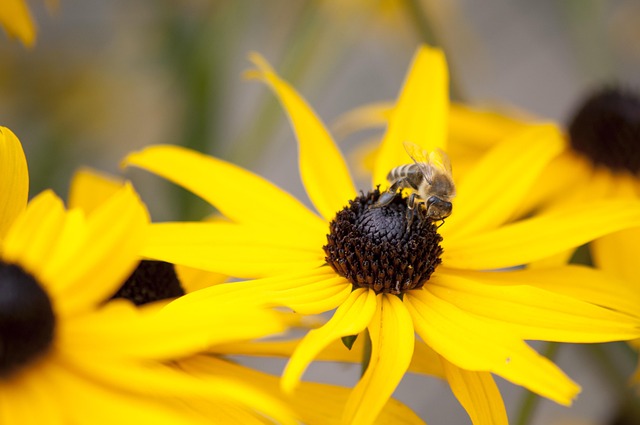 Sonnenhut, Biene, Honig, Pollen, Blume