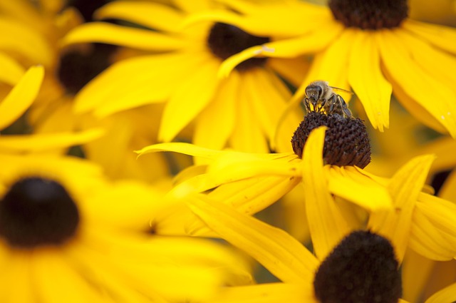 Sonnenhut, Biene, Honig, Pollen