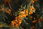 sea-buckthorn, sprig, branch