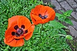 poppy, papaver, flower