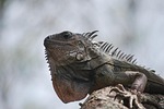 iguana, nature, animal