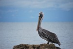 animal, wild life, ave