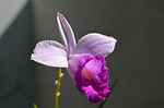 flower, orchid, botany
