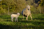 sheep, schäfchen, lamb