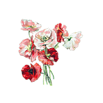 flowers, poppies, poppy