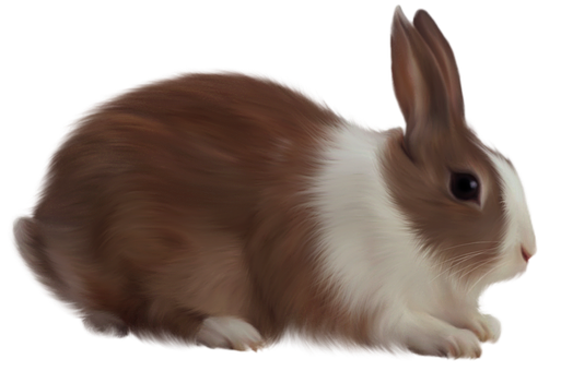 Tier, Hase, Isoliert, Brown Rabbit, Tier