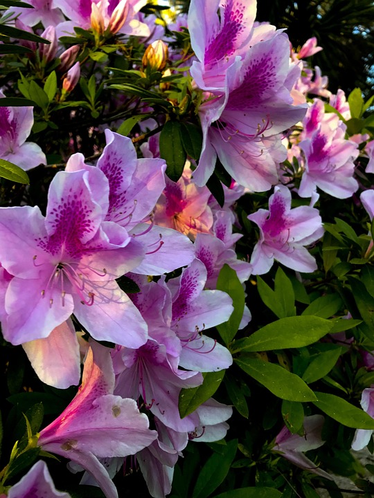 Azalea Blooms - Free photo on Pixabay - Pixabay