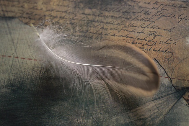 Feder, Leichtigkeit, Symbol, Vogelfeder