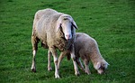 sheep, mother and child, mother sheep
