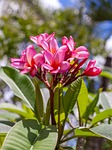 frangipanni flower, pink and white flowers, queens gardens