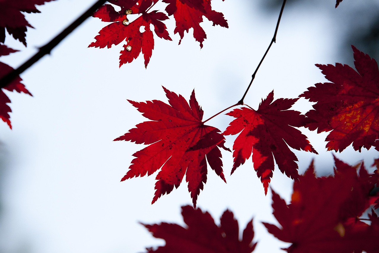 Autumn Leaves - free online jigsaw puzzle photo