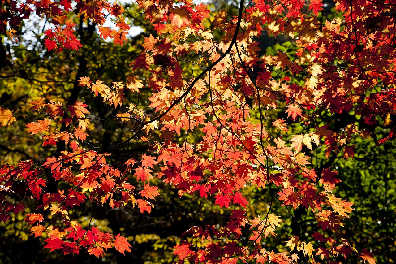 Autumn Leaves - free online jigsaw puzzle photo