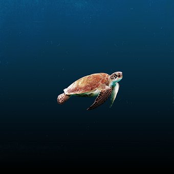 Free Water Ocean photo and picture