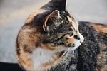 campus, cat, side of the face kill
