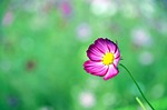 cosmos, flowers, autumn