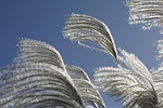 silver pool, silver grass, go to the memory bird