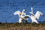 animal, lake, japan