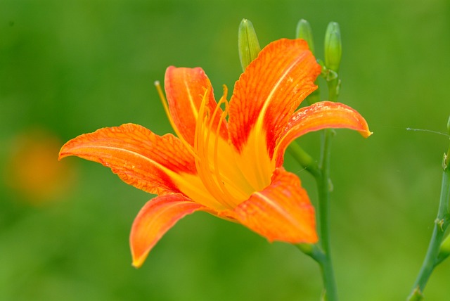 Free Cone And Wildflower photo and picture