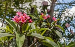 flowers, frangipanni flowers, pink flowers