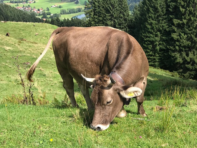 Free Cow Allgäu photo and picture