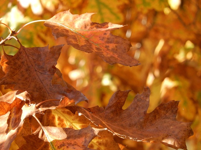 Halloween, Efterår, Blade, Oktober