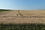 grain, field, cereals