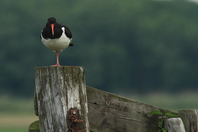 Free Oystercatcher Waders photo and picture