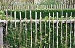 cottage garden, garden, flowers