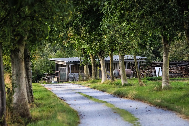 Sti, Landskab, Sommer, Træ Gruppe