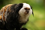 monkey, nature, animal