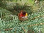 hummingbird, bird, small