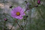 cosmea, flower, cosmos bipinnatu