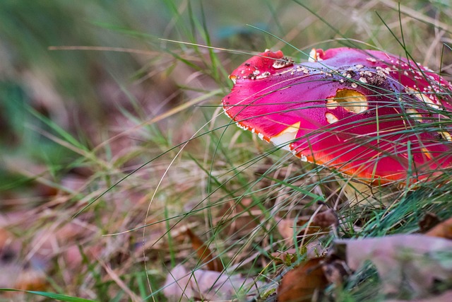 Paddestol, Skov, Champignon, Natur