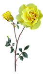 rose, yellow, stem