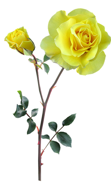 Free rose yellow stem illustration