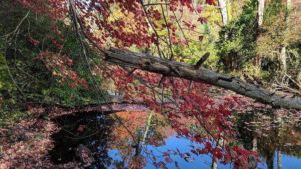 Free Autumn Pond photo and picture
