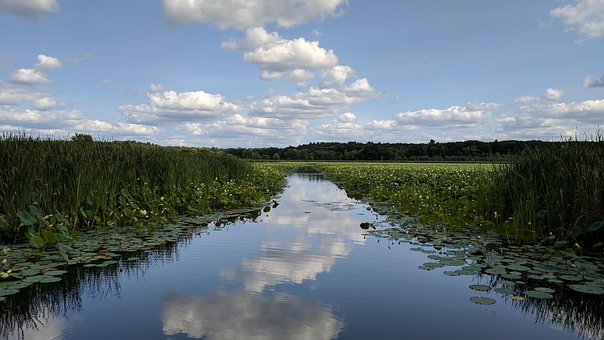 Free Pond Water photo and picture