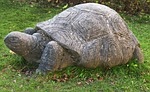 turtle, stone figure, sculpture