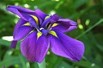 iris, botanical, purple