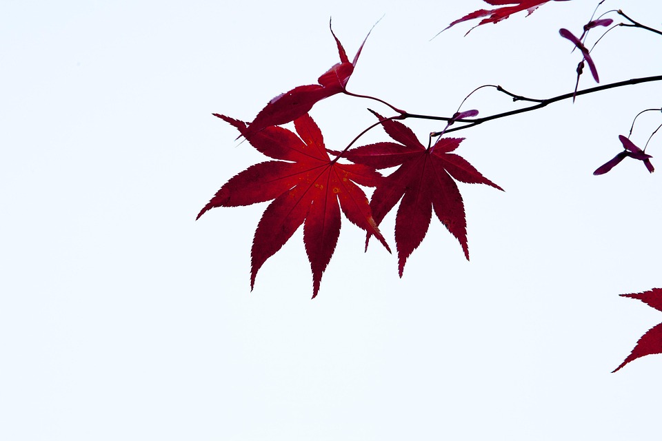 Autumn Leaves Red - Free photo on Pixabay