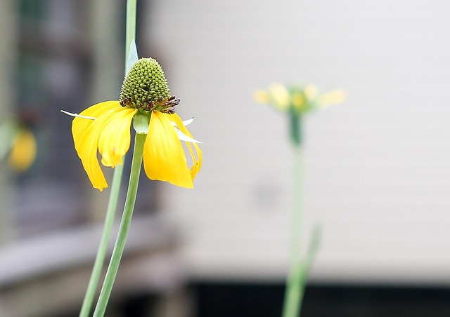 Free Flower Yellow photo and picture