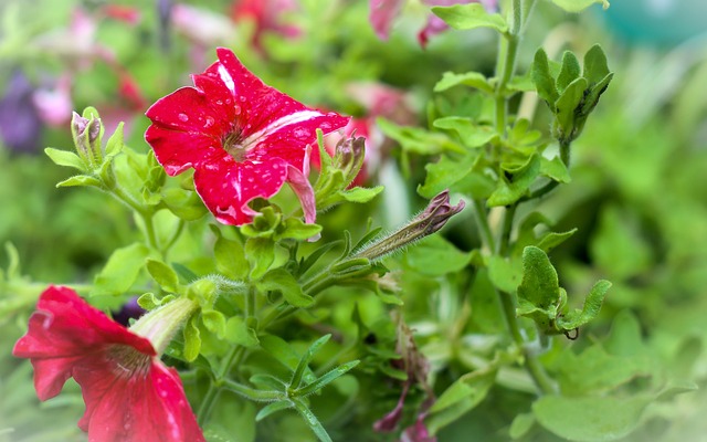 Free Flowers Red photo and picture
