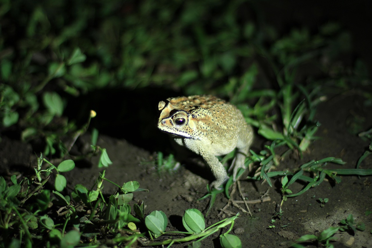 Frog - free online jigsaw puzzle photo