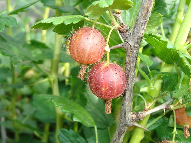 Free Gooseberry Harvest photo and picture