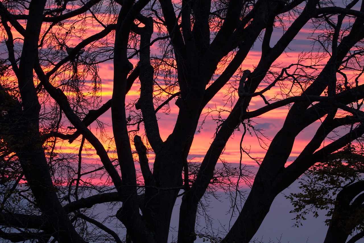 Alvorecer Nuvens Árvore Nascer Do - Foto gratuita no Pixabay - Pixabay