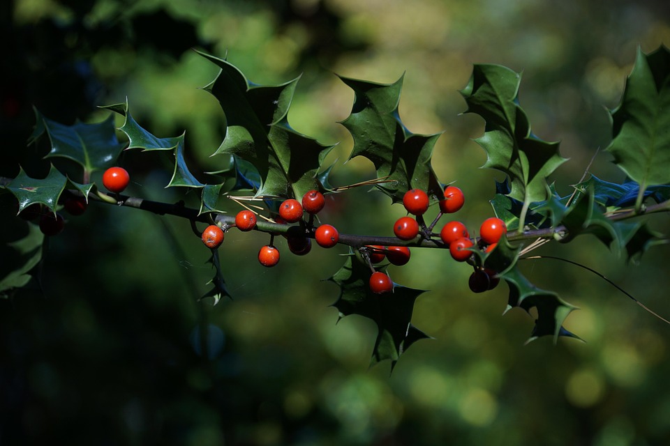 Red Berries Berry Green Free photo on Pixabay Pixabay
