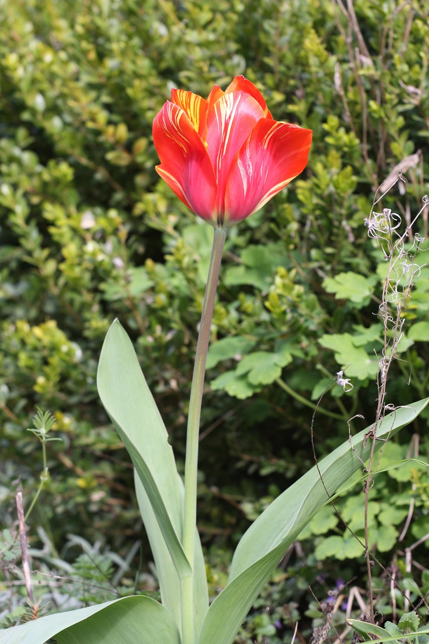 Bunga Tulp Alam Merah Kuning - Foto gratis di Pixabay - Pixabay