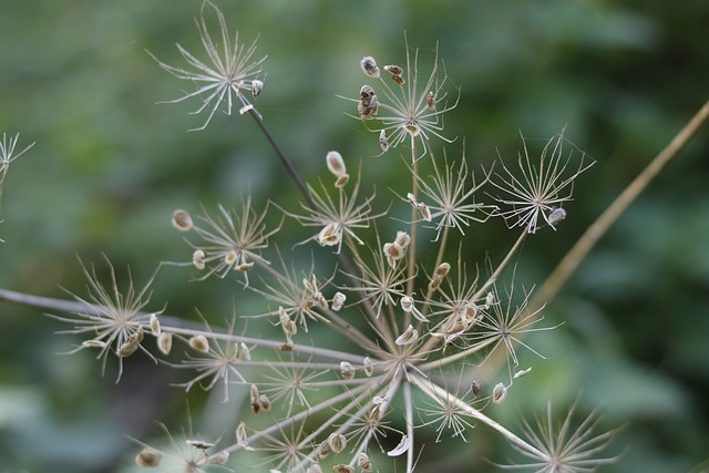 Free Nature Flora photo and picture