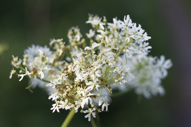 Free Flower Nature photo and picture